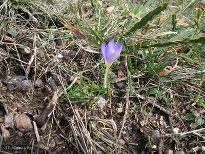 Crocus carpetanus, photographed by José Luis Camaño