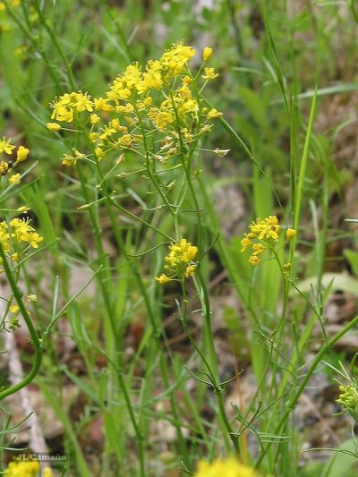 Rorippa pyrenaica, photographed by José Luis Camaño