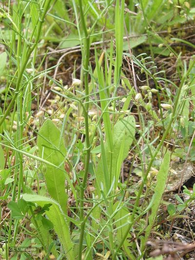 Rorippa pyrenaica, photographed by José Luis Camaño