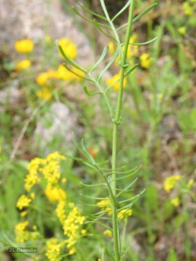 Rorippa pyrenaica, photographed by José Luis Camaño