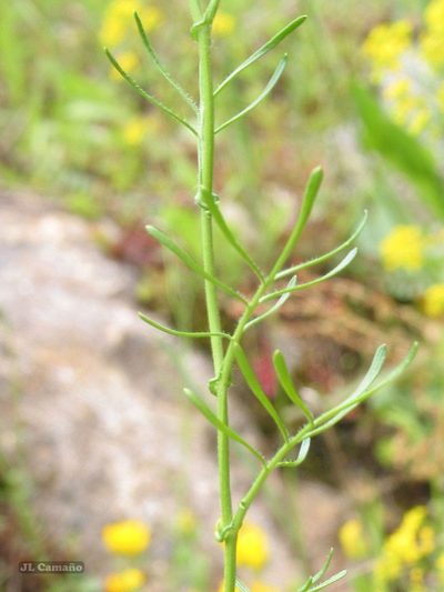Rorippa pyrenaica, photographed by José Luis Camaño