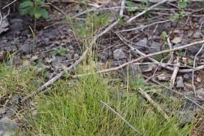 Carex eburnea, photographed by Henry "Nick" Robertson