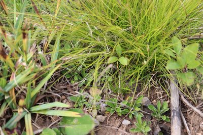 Carex granularis, photographed by Henry "Nick" Robertson