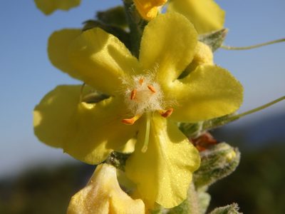 Verbascum simplex, photographed by Carminda Santos