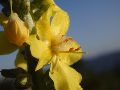 Verbascum simplex, photographed by Carminda Santos