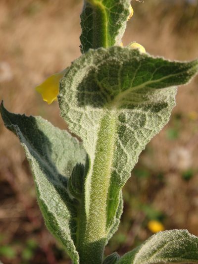 Verbascum simplex, photographed by Carminda Santos