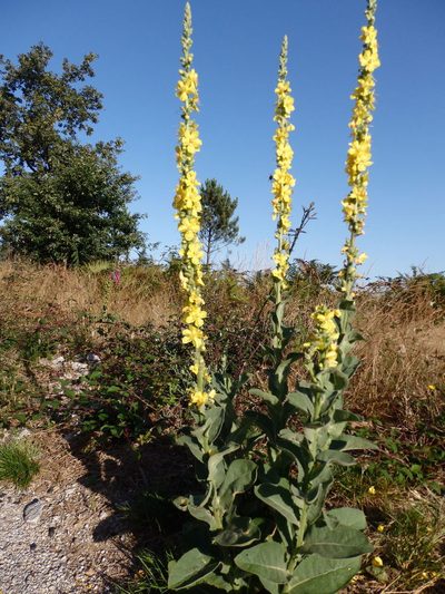 Verbascum simplex, photographed by Carminda Santos