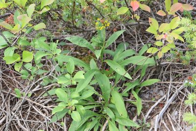 Solidago juncea, photographed by Henry "Nick" Robertson