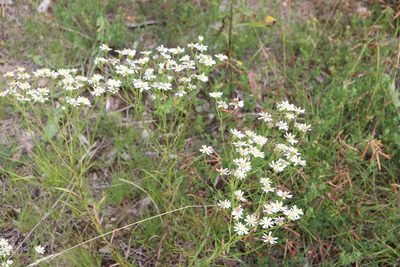 Solidago ptarmicoides, photographed by Henry "Nick" Robertson