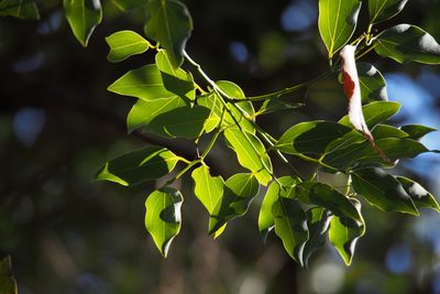 Cinnamomum chekiangense, photographed by harum.koh