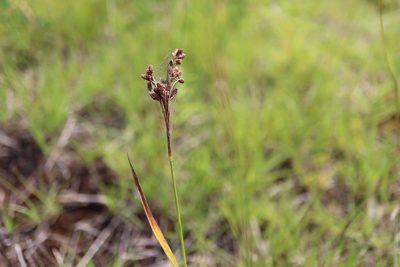 Scirpus pendulus, photographed by Henry "Nick" Robertson