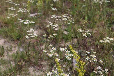 Solidago ptarmicoides, photographed by Henry "Nick" Robertson