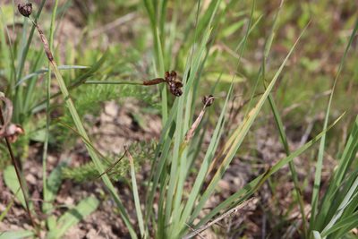 Sisyrinchium montanum, photographed by Henry "Nick" Robertson