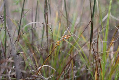 Carex aurea, photographed by Henry "Nick" Robertson