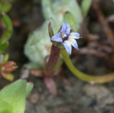 Downingia pusilla, photographed by Don Loarie