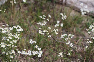Solidago ptarmicoides, photographed by Henry "Nick" Robertson