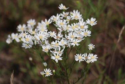 Solidago ptarmicoides, photographed by Henry "Nick" Robertson