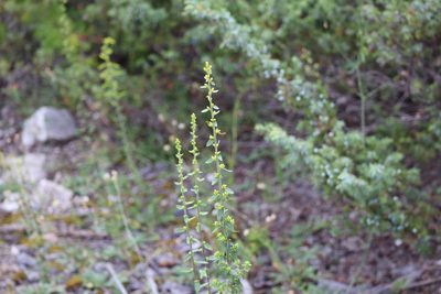 Solidago hispida, photographed by Henry "Nick" Robertson