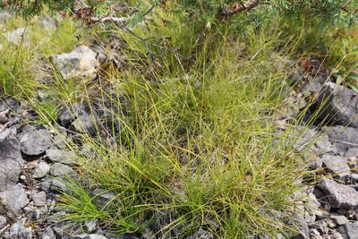 Carex eburnea, photographed by Henry "Nick" Robertson