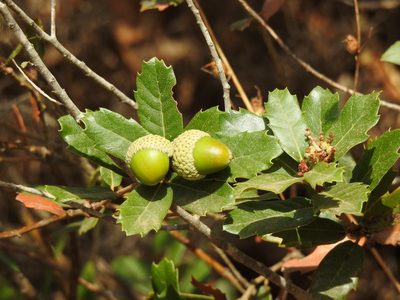 Quercus lusitanica, photographed by Duarte Frade