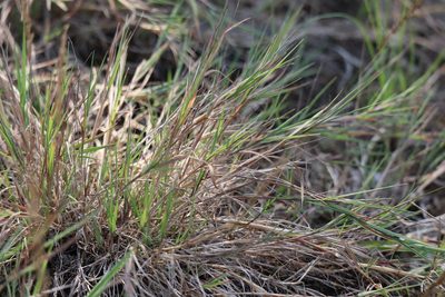 Agrostis stolonifera, photographed by Henry "Nick" Robertson
