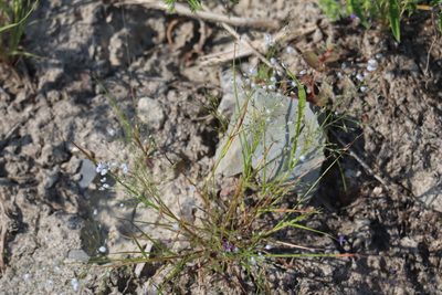 Eragrostis frankii, photographed by Henry "Nick" Robertson