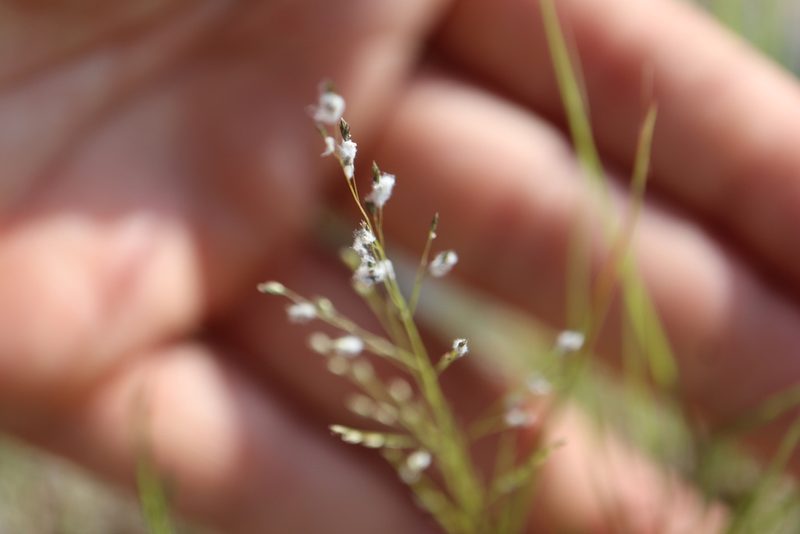 Eragrostis frankii, photographed by Henry "Nick" Robertson