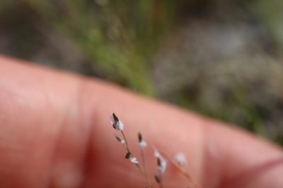 Eragrostis frankii, photographed by Henry "Nick" Robertson