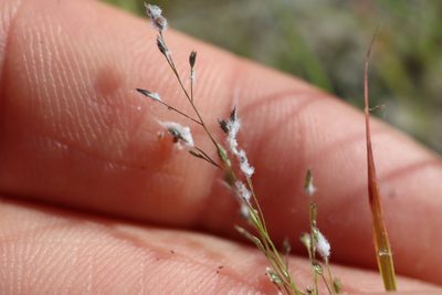 Eragrostis frankii, photographed by Henry "Nick" Robertson