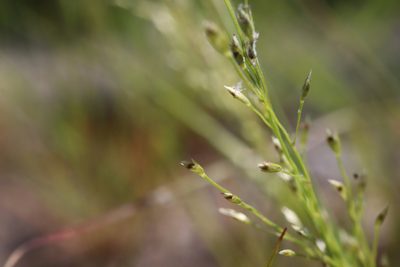 Eragrostis frankii, photographed by Henry "Nick" Robertson