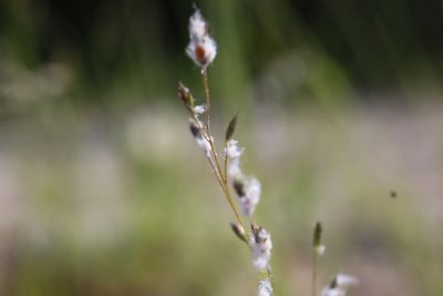 Eragrostis frankii, photographed by Henry "Nick" Robertson