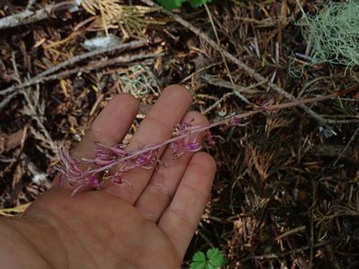Corallorhiza mertensiana, photographed by Nolan Exe