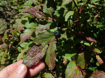 Vaccinium membranaceum, photographed by Nolan Exe