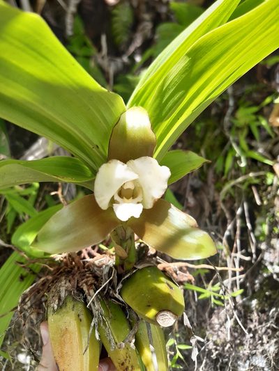 Lycaste macrophylla, photographed by Thibaud Aronson