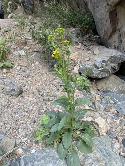 Senecio rapifolius, photographed by Stephen Hornbeck