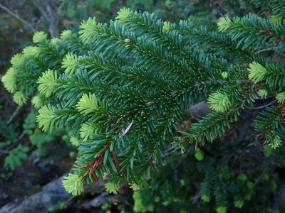 Abies amabilis, photographed by Nolan Exe