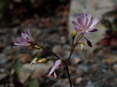 Lewisia columbiana, photographed by Nolan Exe