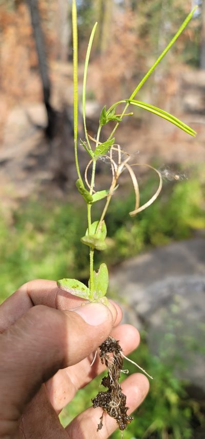 Epilobium howellii, photographed by Chris Winchell