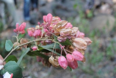 Physodium adenodes, photographed by Viacheslav Shalisko