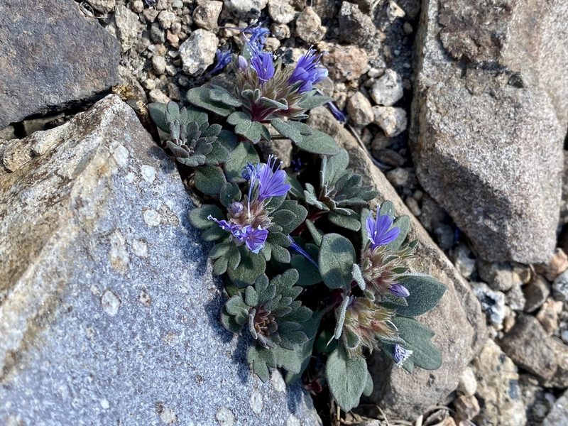 Collomia debilis, photographed by marek