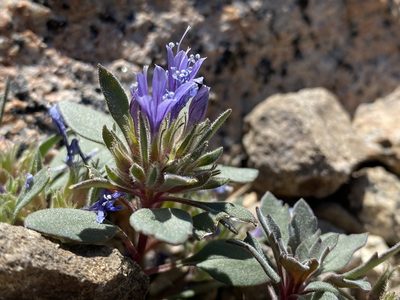 Collomia debilis, photographed by marek