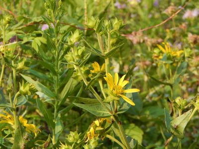 Silphium integrifolium, photographed by Tom Lazar
