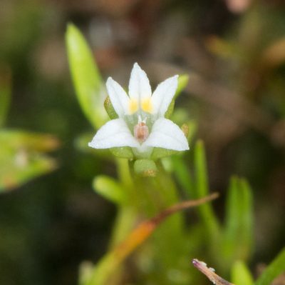 Downingia pusilla, photographed by Don Loarie