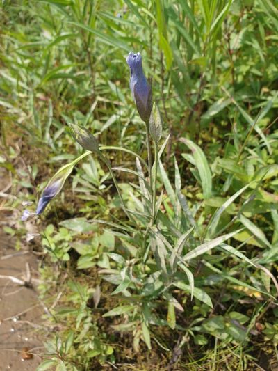 Gentianopsis victorinii, photographed by Étienne Léveillé-Bourret
