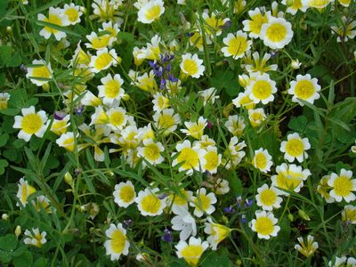 Limnanthes douglasii, photographed by moranat