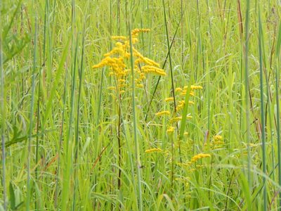 Solidago juncea, photographed by Tom Lazar