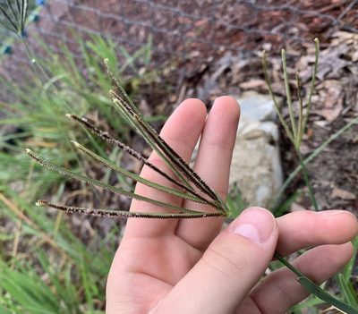 Eustachys petraea, photographed by natalie