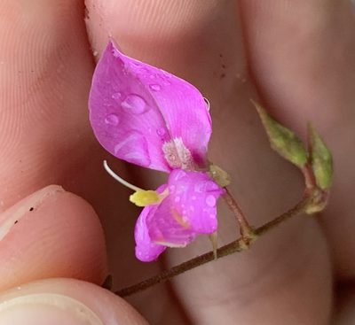 Galactia floridana, photographed by natalie