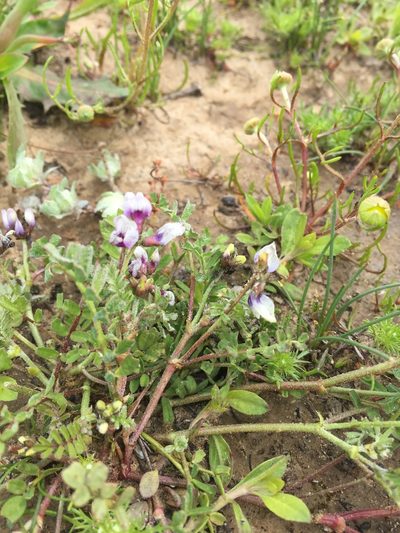 Astragalus tener, photographed by Scott Loarie