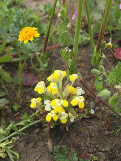 Castilleja campestris, photographed by Scott Loarie
